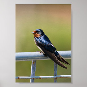 Perched Elegance Barn Sväljer på Metall-stängslet Poster