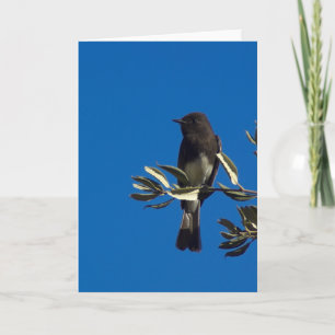 Perched Fly Catcher Kort