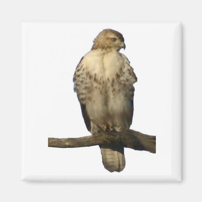 Perched Hawk Magnet (Framsidan)