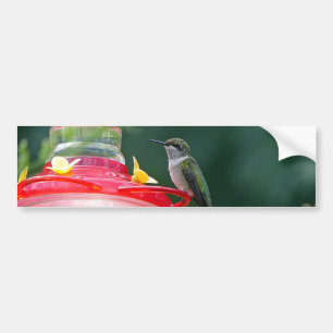 Perched Hummingbird Bildekal
