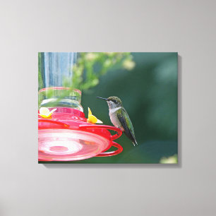 Perched Hummingbird Canvastryck