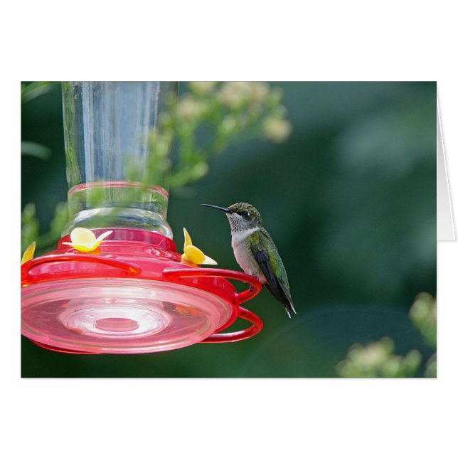 Perched Hummingbird Hälsningskort (Framsidan Horizontal)