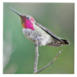 Perched Hummingbird Kakelplatta