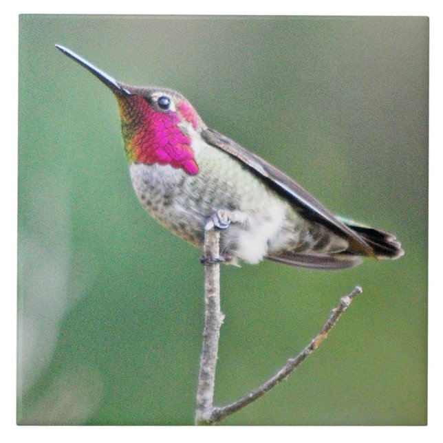 Perched Hummingbird Kakelplatta (Framsidan)