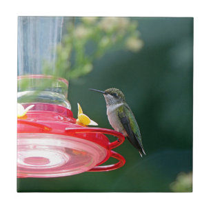 Perched Hummingbird Kakelplatta