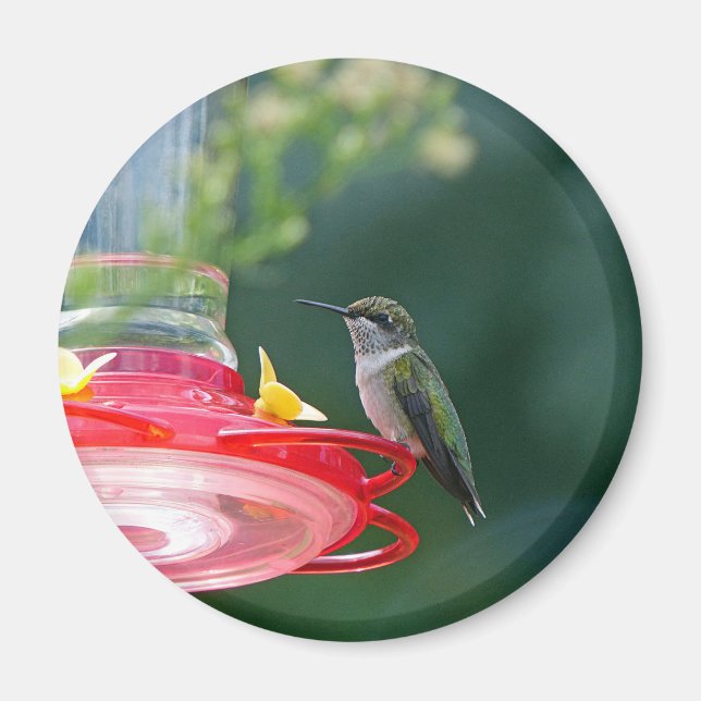 Perched Hummingbird Magnet (Framsidan)