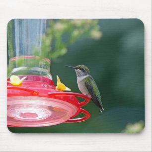 Perched Hummingbird Musmatta