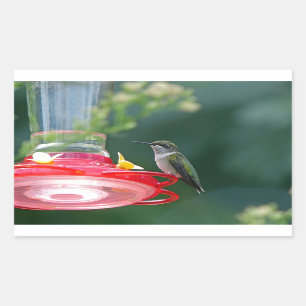 Perched Hummingbird Rektangulärt Klistermärke
