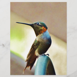 Perched Ruby och Grönt Little Hummingbird
