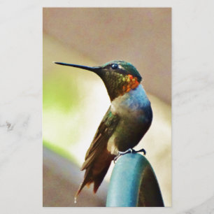 Perched Ruby och Grönt Little Hummingbird