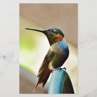 Perched Ruby och Grönt Little Hummingbird
