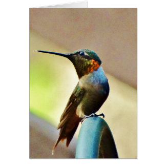 Perched Ruby och Grönt Little Hummingbird Hälsningskort