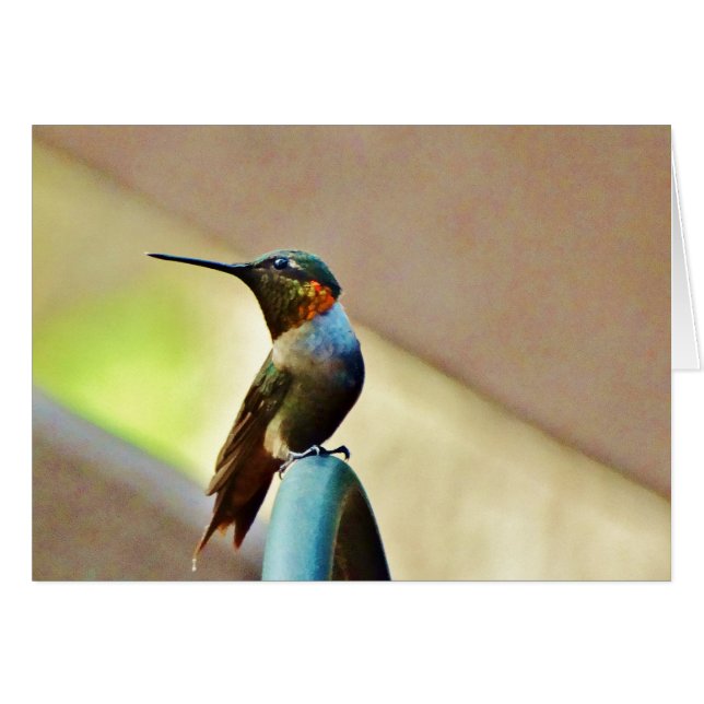 Perched Ruby och Grönt Little Hummingbird Hälsningskort (Framsidan Horizontal)