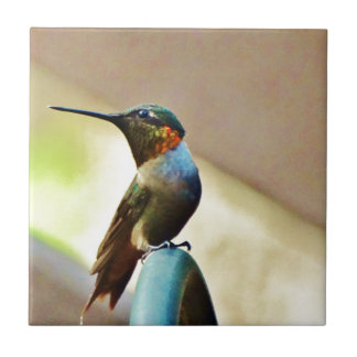 Perched Ruby och Grönt Little Hummingbird Kakelplatta