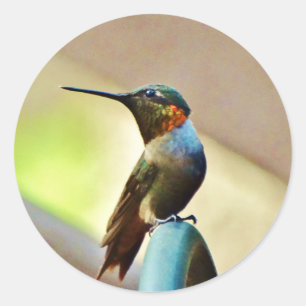 Perched Ruby och Grönt Little Hummingbird Runt Klistermärke