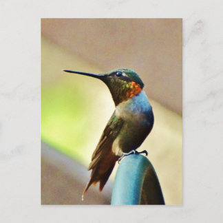 Perched Ruby och Grönt Little Hummingbird Vykort