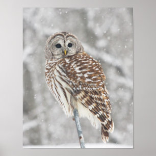 Perched Uggla - Poster
