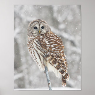 Perched Uggla - Poster