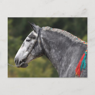Percheron draft häst vykort