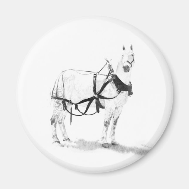 Percheron Draft Horse Equine Art Magnets Magnet (Framsidan)