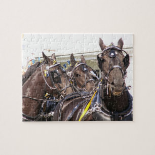 Percheron Draft Horse Pussel