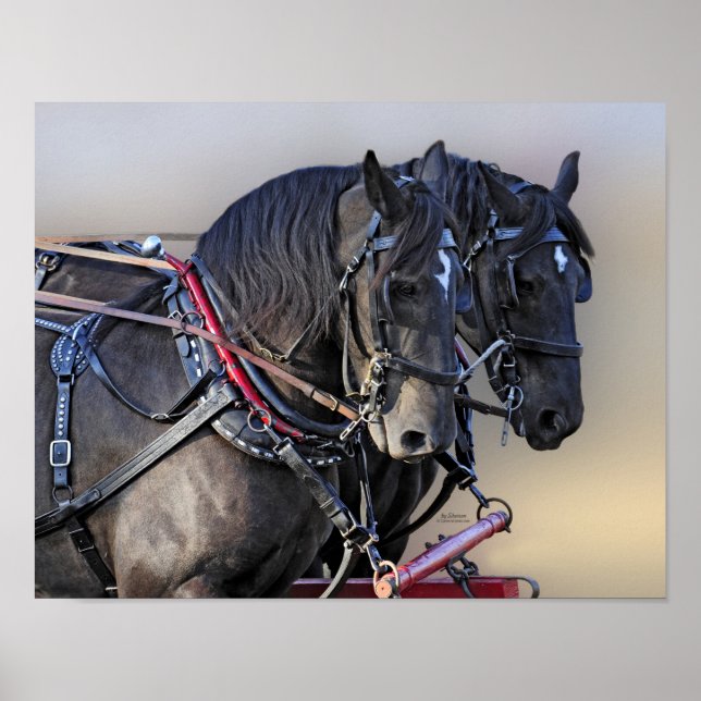 Percheron Draft Horse Work Team Poster (Framsidan)