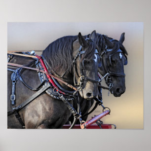 Percheron formulerar hästarbetslaget poster