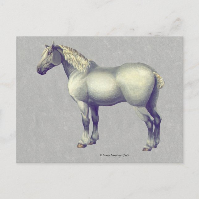 Percheron Horse Equine Art Vykort (Framsida)