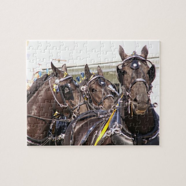 Percheron Horse Pussel (Horisontell)