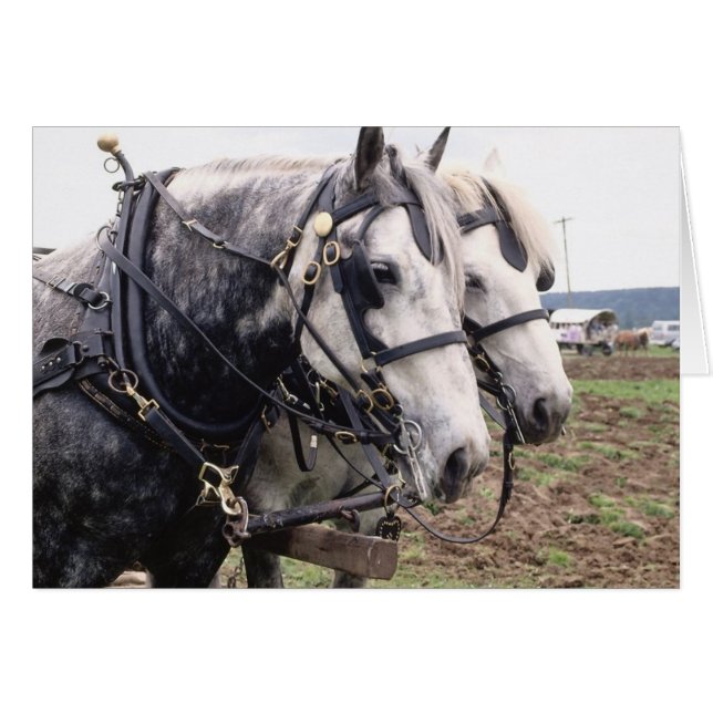 Percheron Tandem Hälsningskort (Framsidan Horizontal)