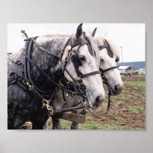 Percheron Tandem Poster