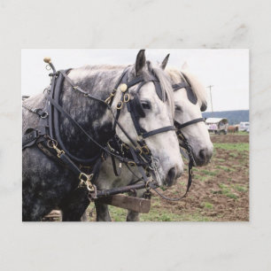 Percheron Tandem Vykort