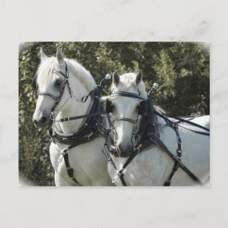 Percheron Team Vykort