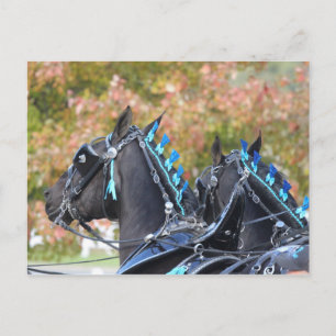 Percheron-vykort Vykort