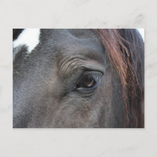 Percheron-vykort Vykort
