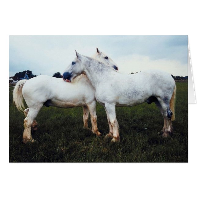 Percherons grooming each hälsningskort (Framsidan Horizontal)