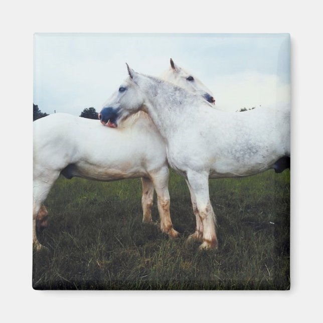 Percherons grooming each magnet (Framsidan)