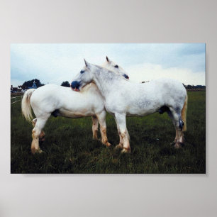 Percherons grooming each poster