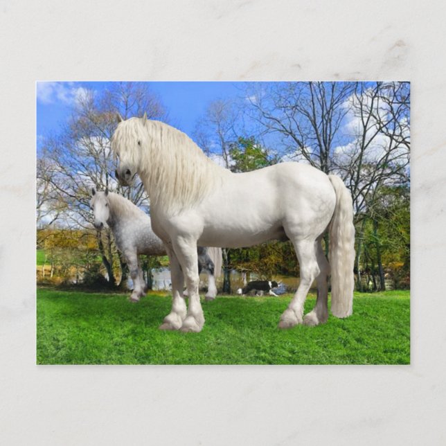 "Percherons" Vykort (Framsida)