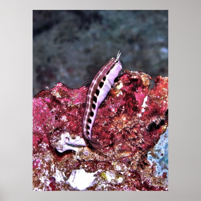 Perching Blenny Poster (Framsidan)