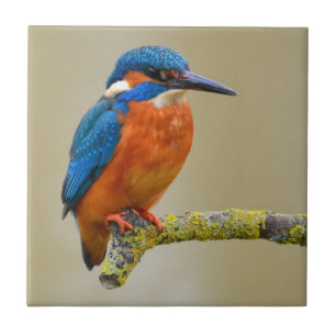 Perching Kingfisher Kakelplatta