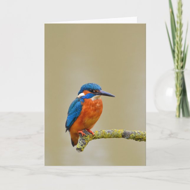 Perching Kingfisher Kort (Framsida)