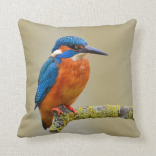 Perching Kingfisher Kudde