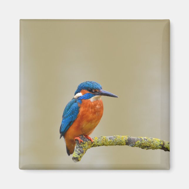Perching Kingfisher Magnet (Framsidan)