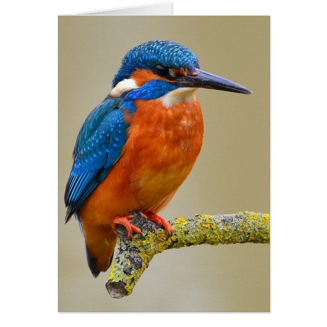 Perching Kingfisher OBS Kort (Framsidan)