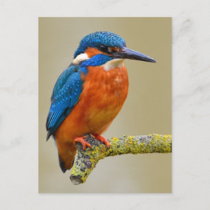 Perching Kingfisher Vykort