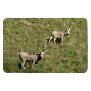 Père David's hjort Magnet