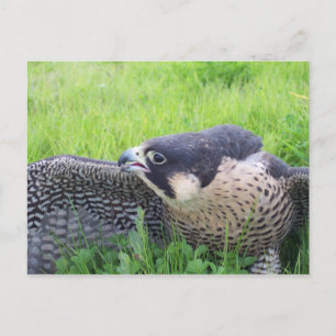 Peregine Falcon i Grass Vykort