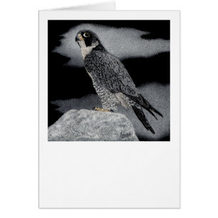 Peregrin Falcon OBS Kort