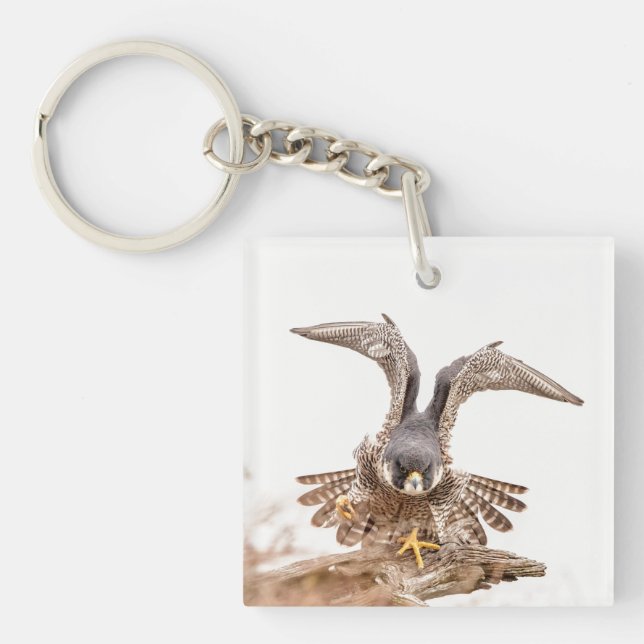 Peregrine Falcon (Framsidan)